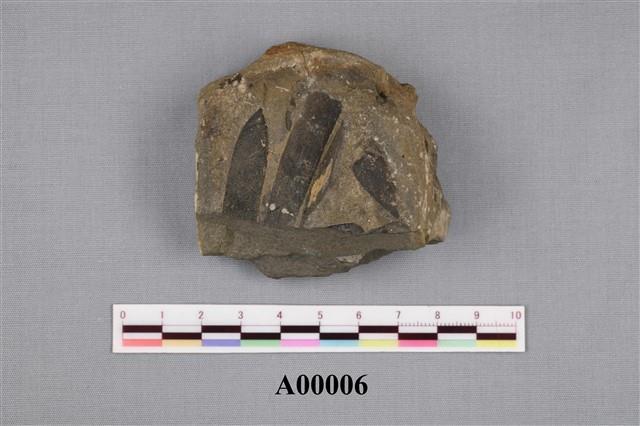 木化石藏品圖，第4張